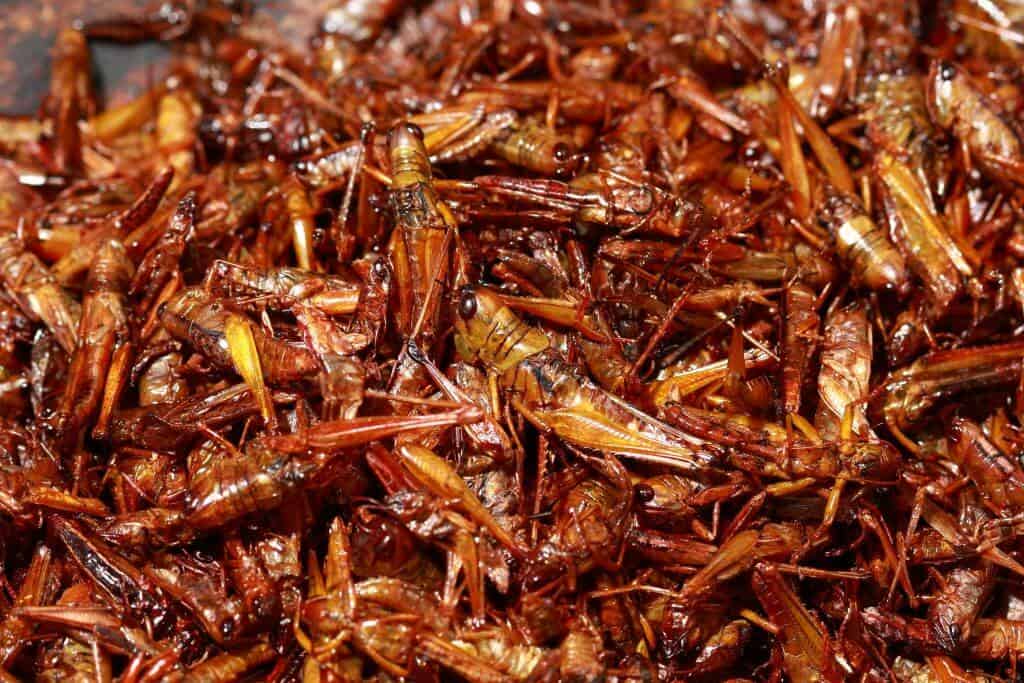 Inago - Grasshoppers in Soy Sauce