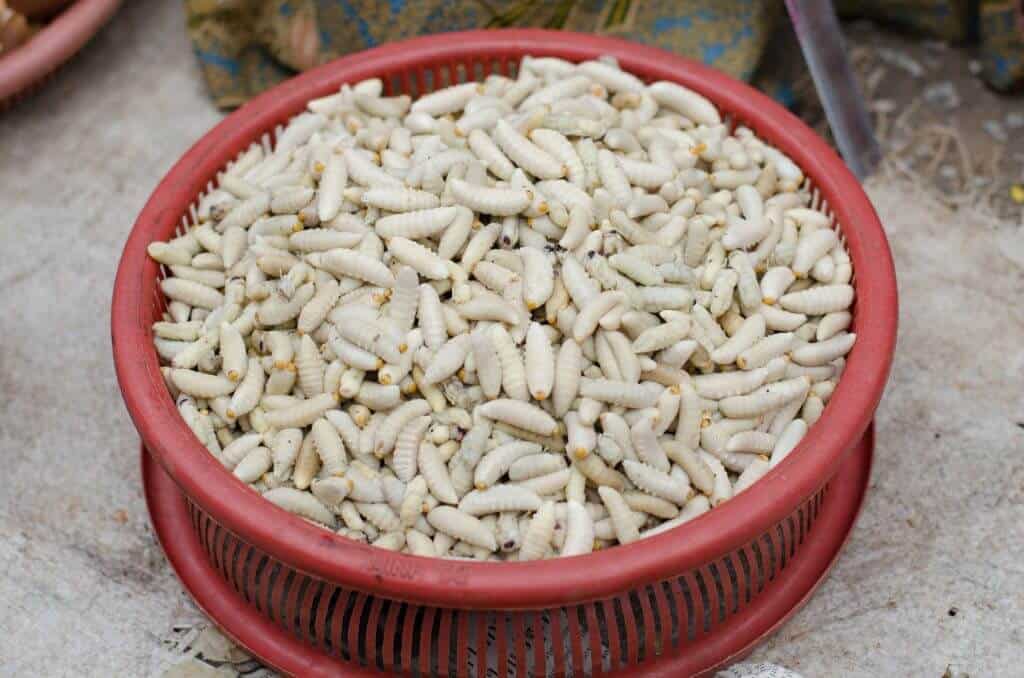 Hachinoko - Bee Larvae