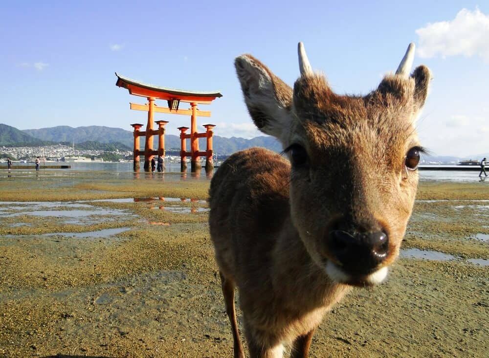 Miyajima Island in Hiroshima, with a close-up of a deer and the famous Toori gate in the background.
