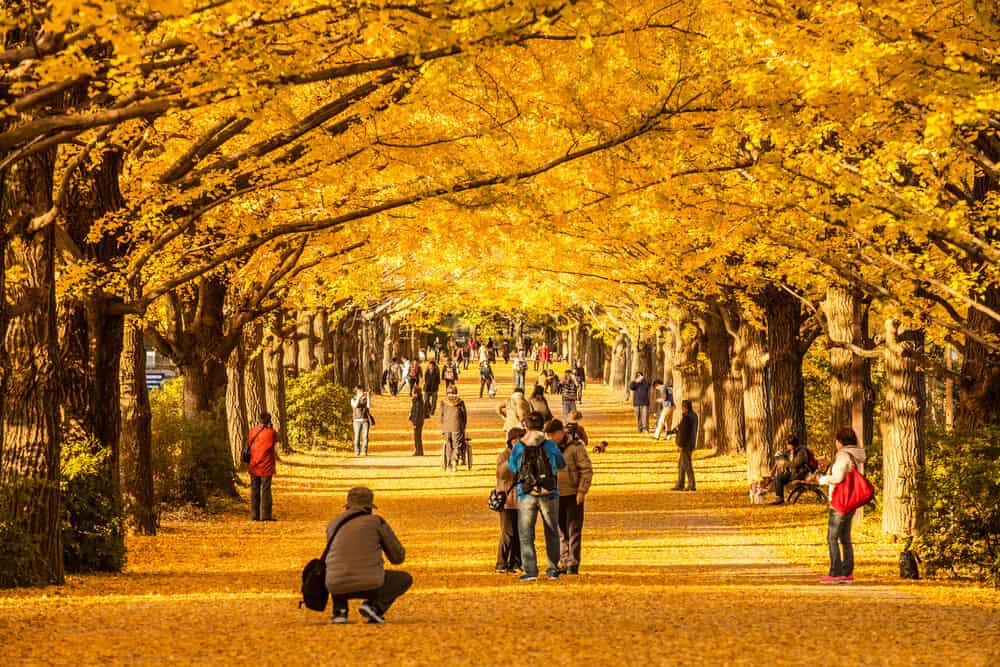 Best Time to Visit Japan - Fall Autumn Leaves