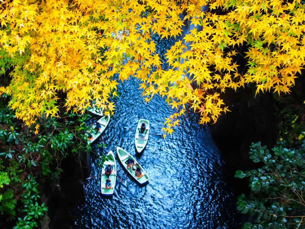 Best Time to Visit Japan - Fall Yellow Leaves
