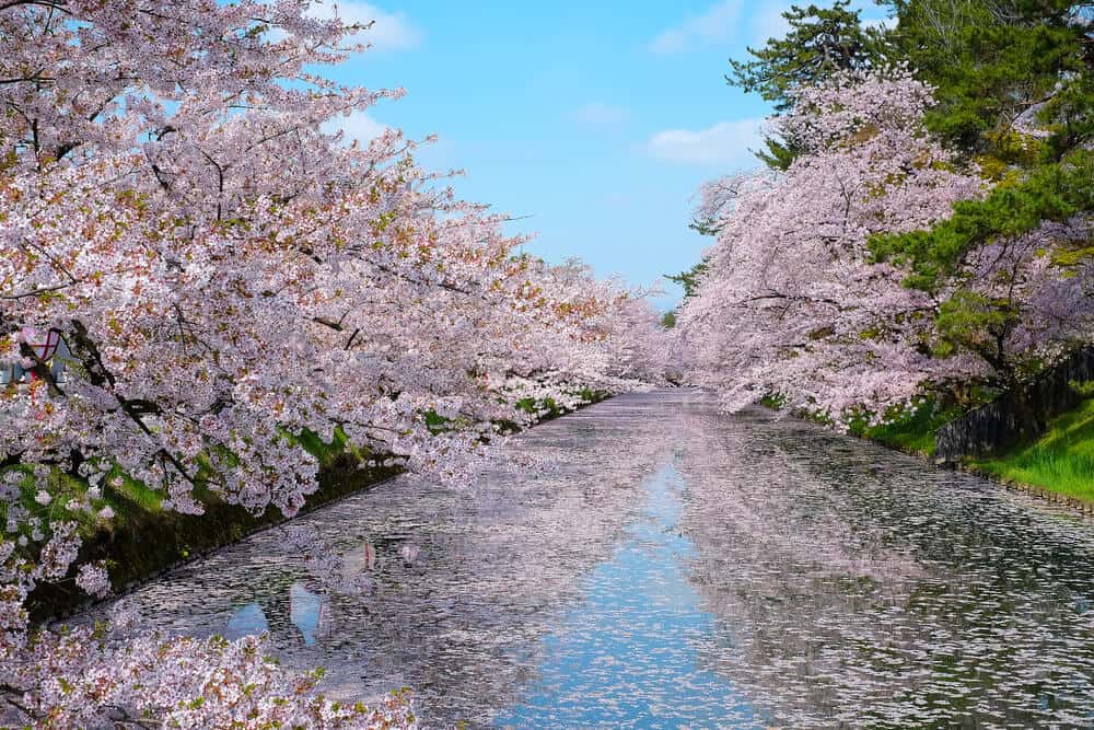 Best Time to Visit Japan - Sakura Cherry Blossoms