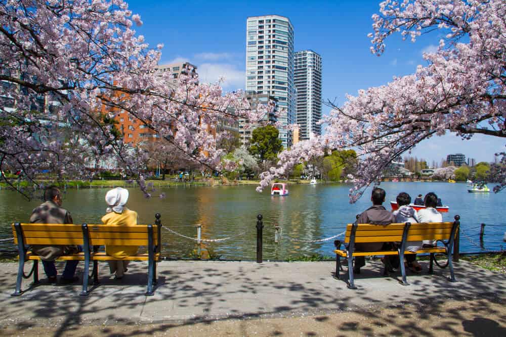 Best Time to Visit Japan - Sping Cherry Blossom