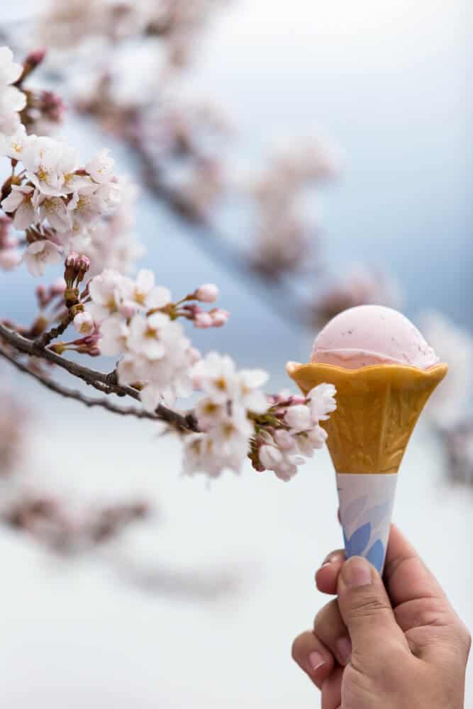 Best Time to Visit Japan - Spring Sakura Ice Cream