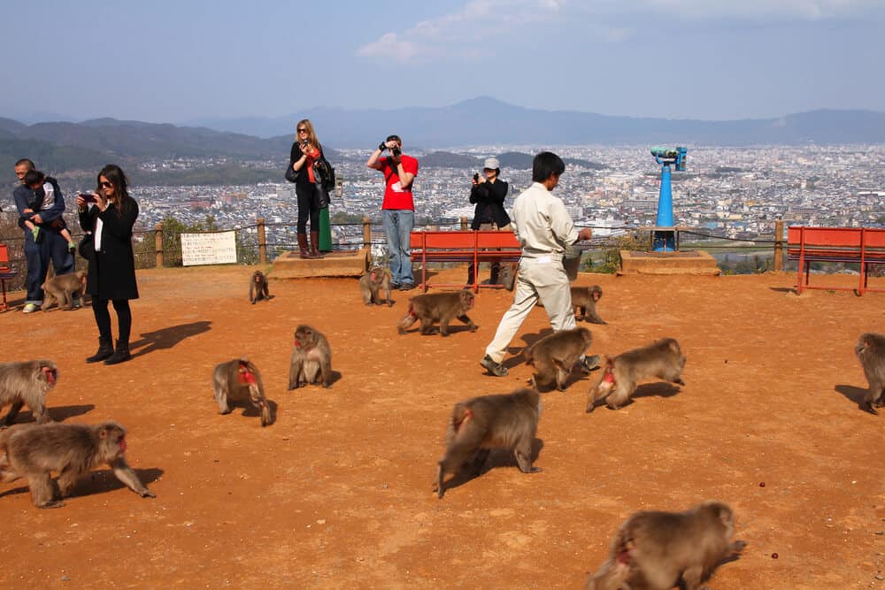 Monkey Park Iwatayama - Taking Pictures