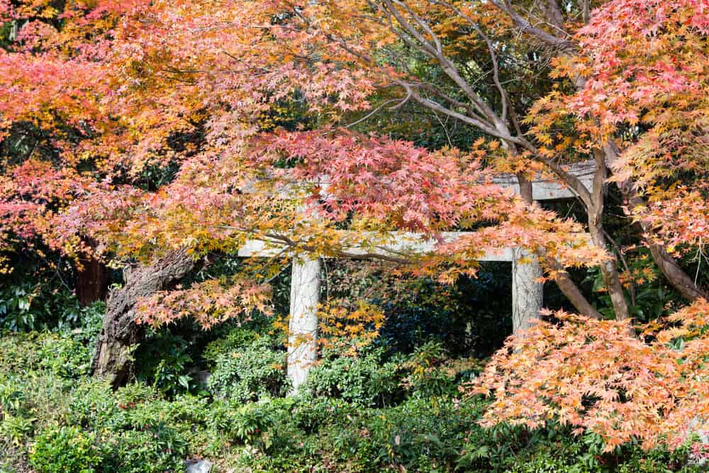Okochi Sanso - Gate and Trees