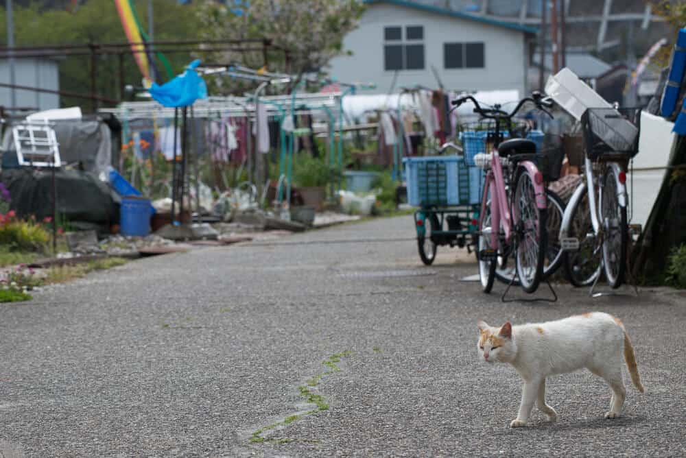 Amazing Animal Islands in Japan - Cat Roaming the Street