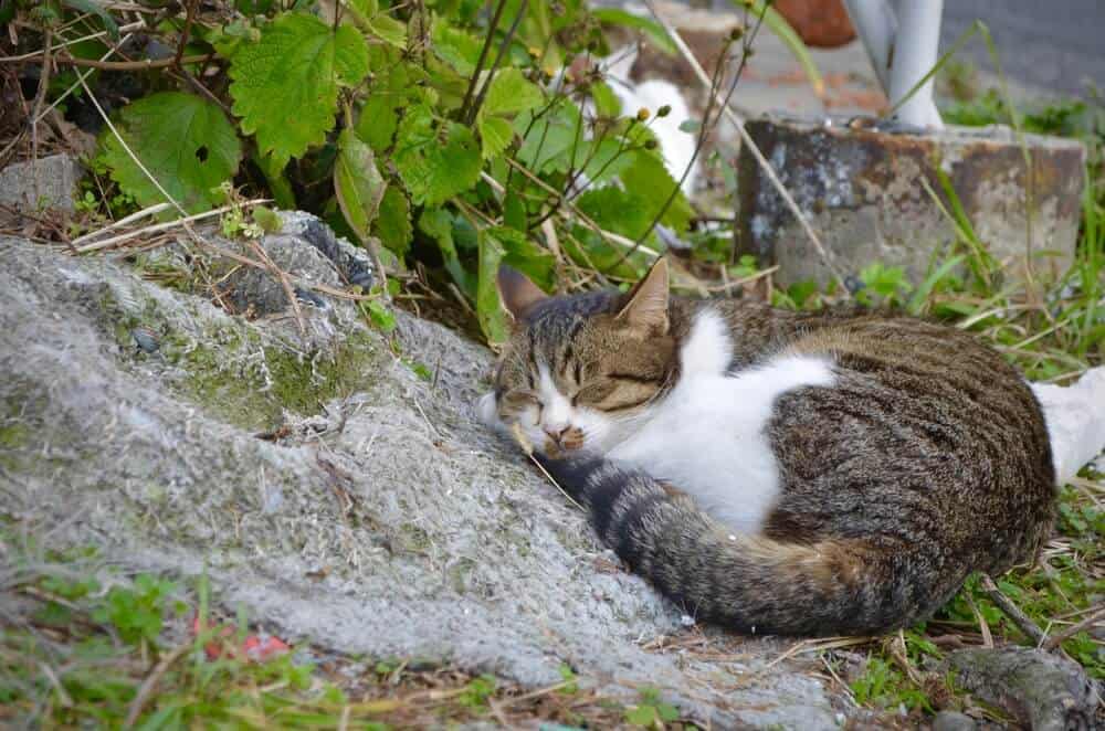Amazing Animal Islands in Japan - Cat Sleeping
