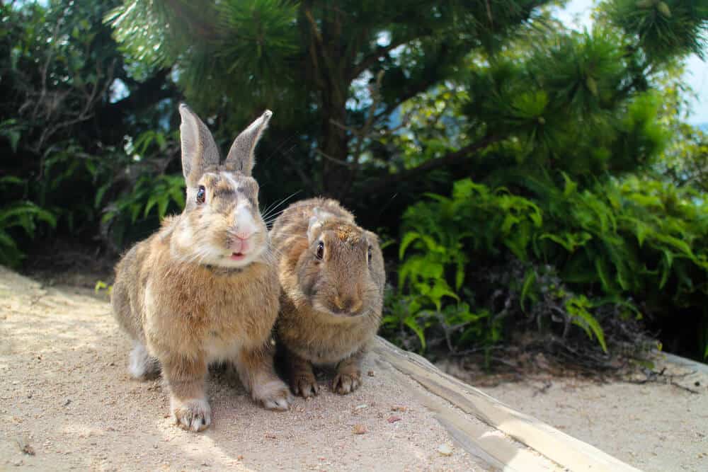Amazing Animal Islands in Japan - Okunoshima - Cute Rabbits