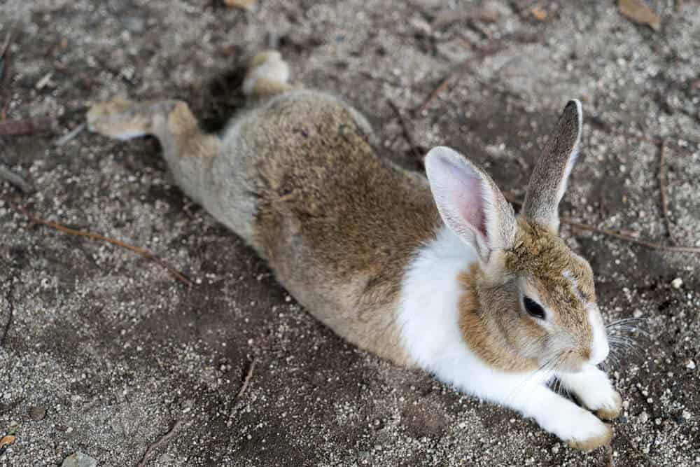 Amazing Animal Islands in Japan - Okunoshima - Rabbit Stretching