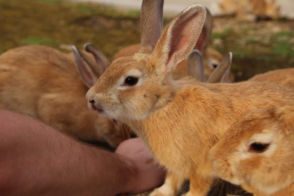 Amazing Animal Islands in Japan - Okunoshima - Rabbits Close Up