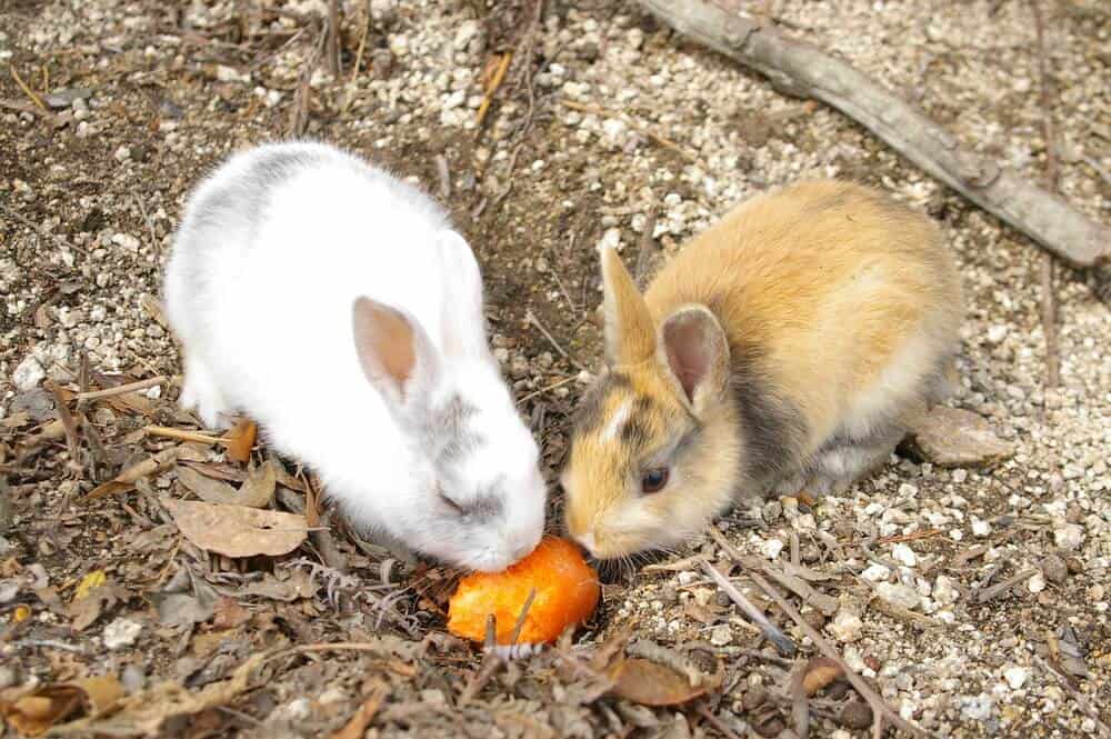 Amazing Animal Islands in Japan - Okunoshima - Rabbits Eating