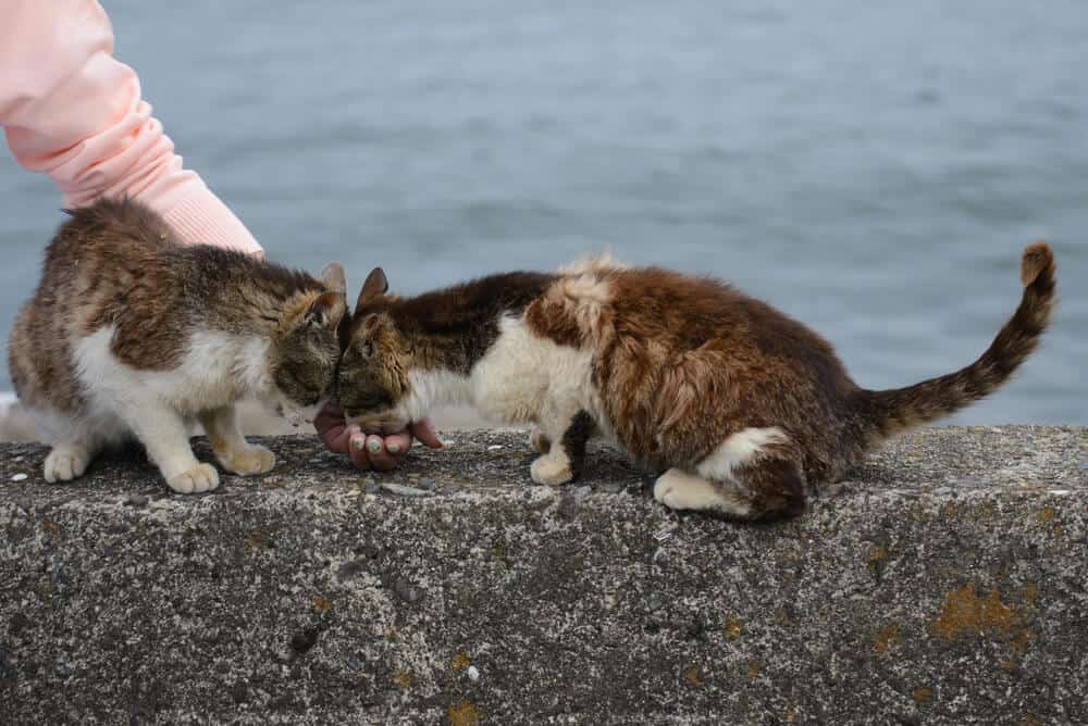Amazing Animal Islands in Japan - Two Cats Playing
