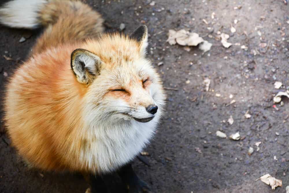 Amazing Animal Islands in Japan - Zao Fox Village A Cute Fox with its eyes closed looks as if it is smiling.