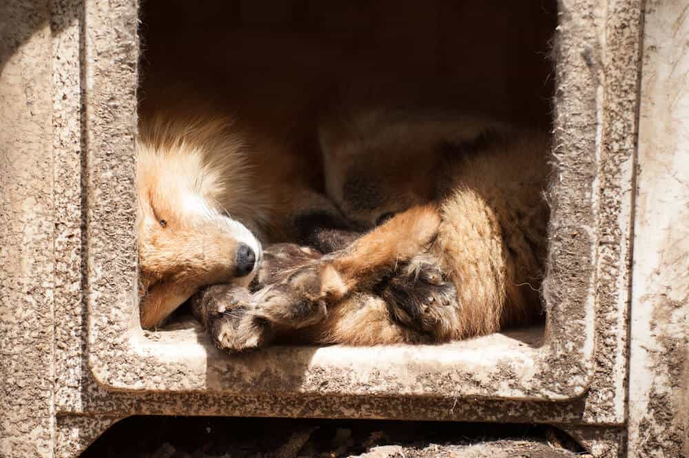 Amazing Animal Islands in Japan - Zao Fox Village - Fox Sleeping