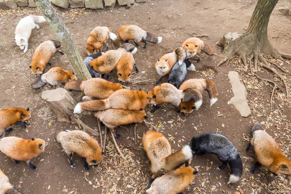 Amazing Animal Islands in Japan - Zao Fox Village - Foxes Everywhere