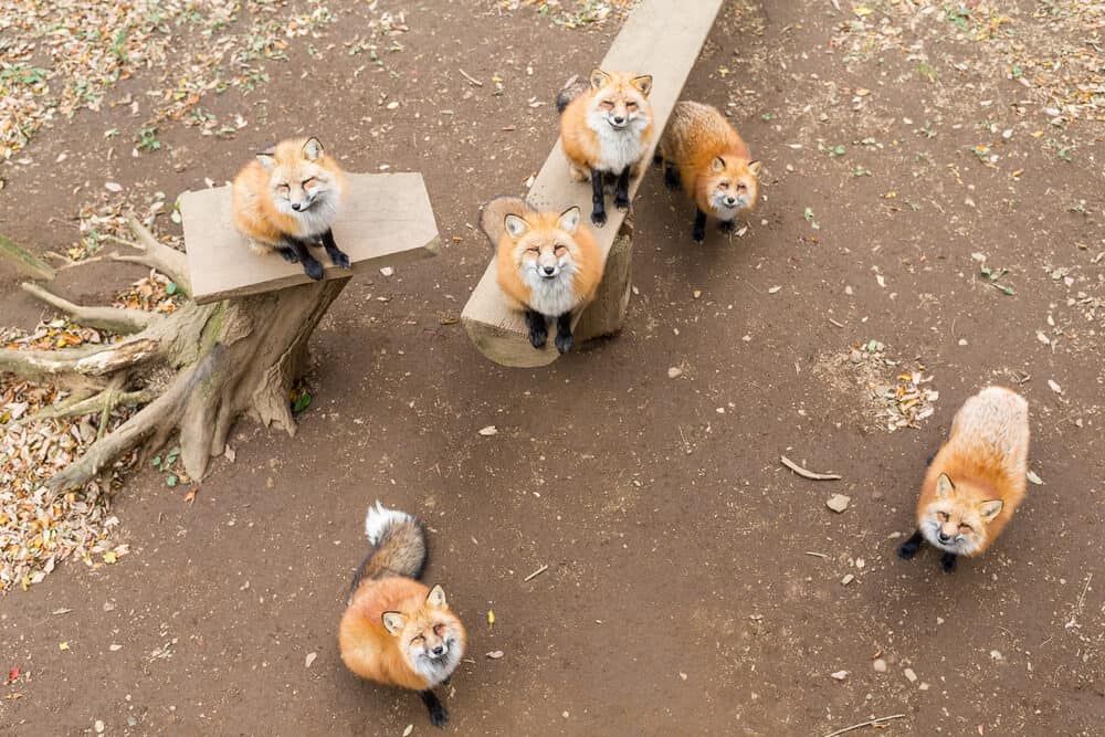 Amazing Animal Islands in Japan - Zao Fox Village - Foxes Looking Up