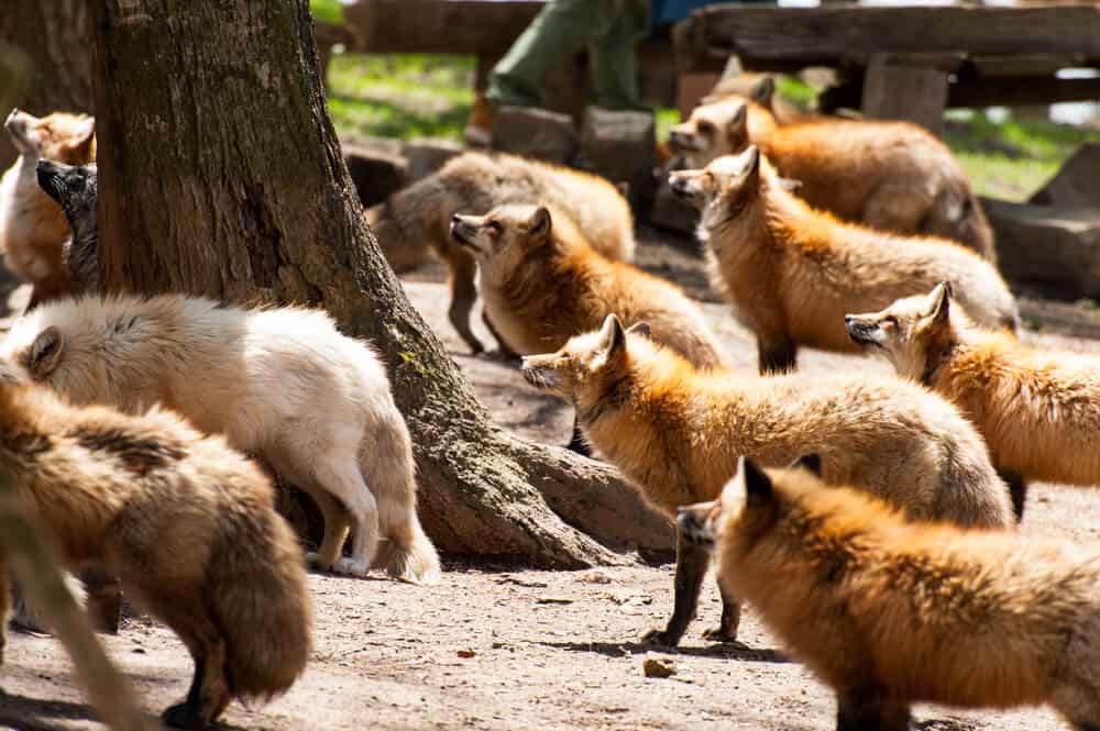Amazing Animal Islands in Japan - Zao Fox Village -Group of Foxes