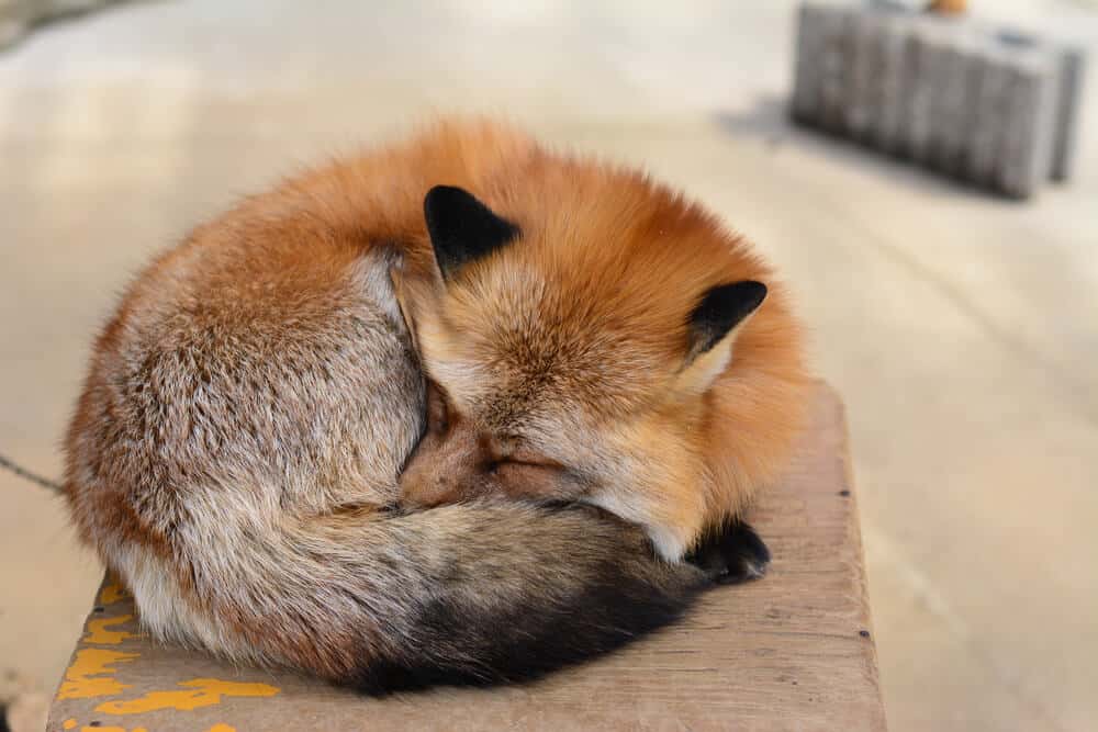Amazing Animal Islands in Japan - Zao Fox Village - Sleeping Fox