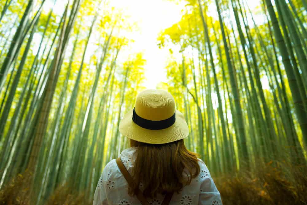 Japan on a Budget - Free Attractions Walking in the Bamboo Forest