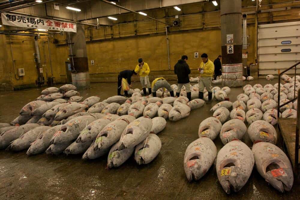 Tsukiji Fish Market - Tuna Auction