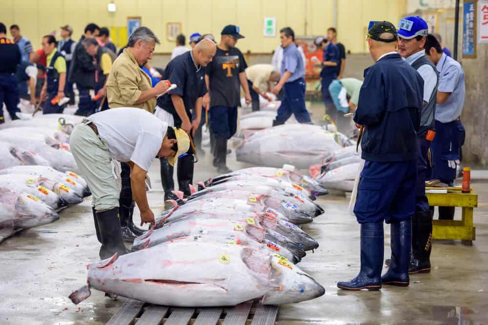 Tsukiji Fish Market - Tuna Inspection