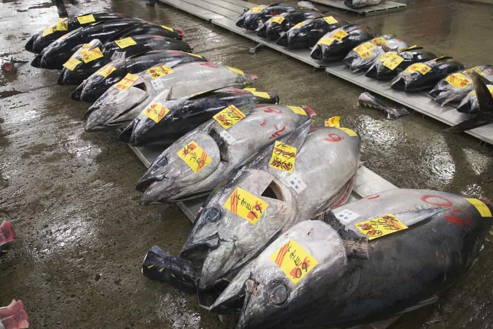 Tsukiji Fish Market - Tuna for Sale