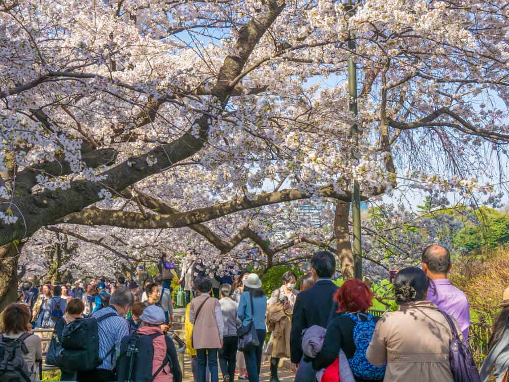Japan Cherry Blossom - Chidorigafuchi