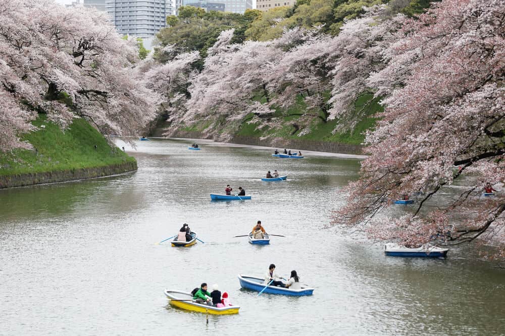 Japan Cherry Blossom - Chidorigafuchi Rental Boats