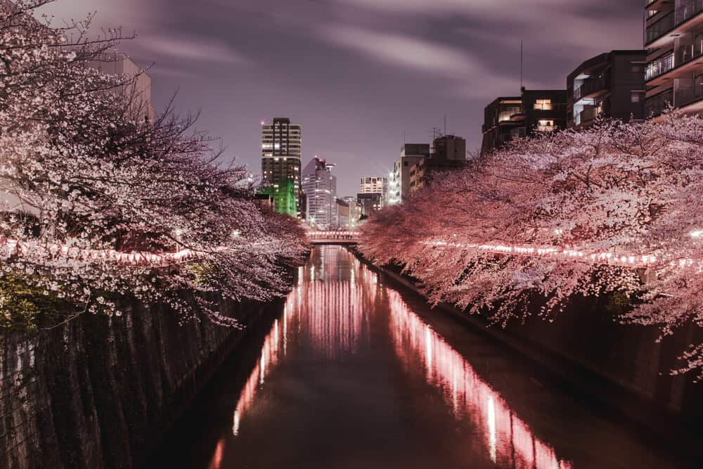 Japan Cherry Blossom - Meguro Illumination