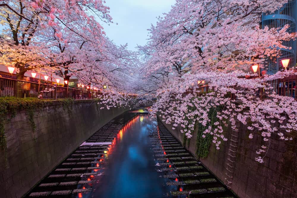 Japan Cherry Blossom - Meguro River