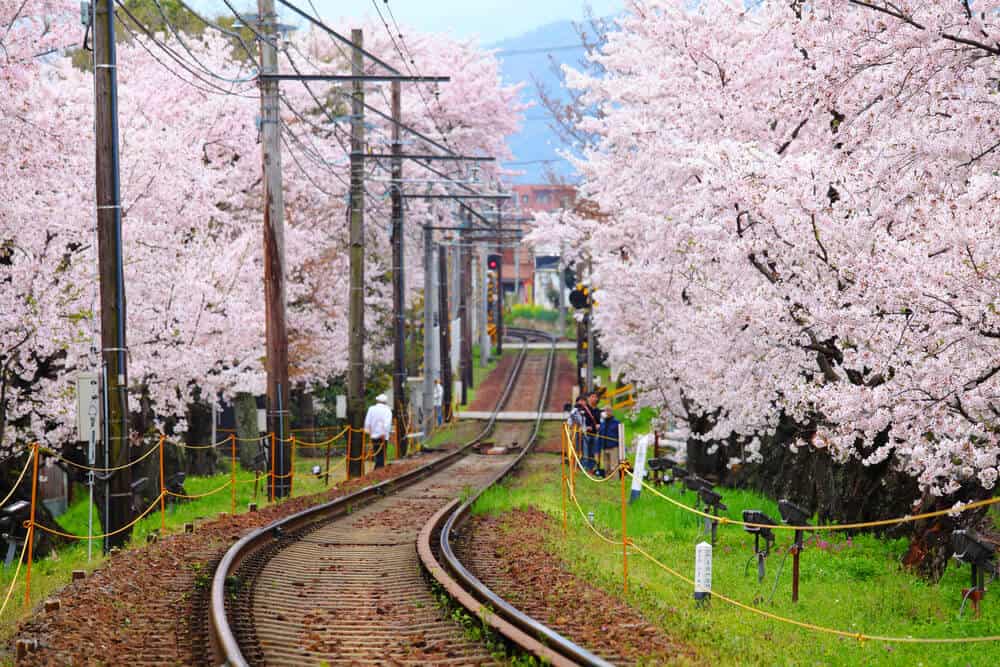 Japan Cherry Blossom - Train Tracks