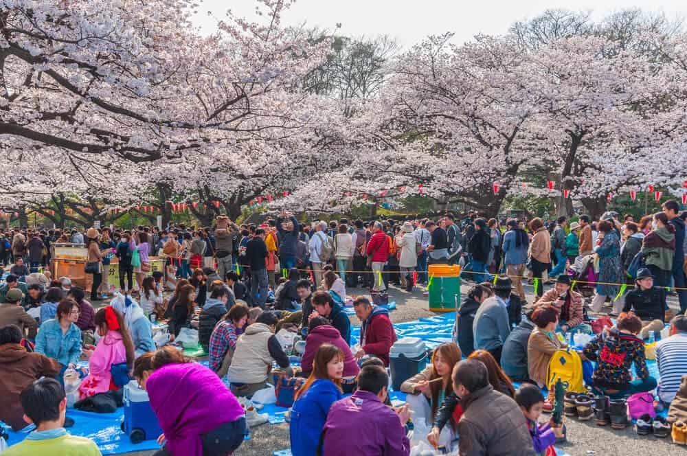 Japan Cherry Blossom - Ueno Park Picnic Busy