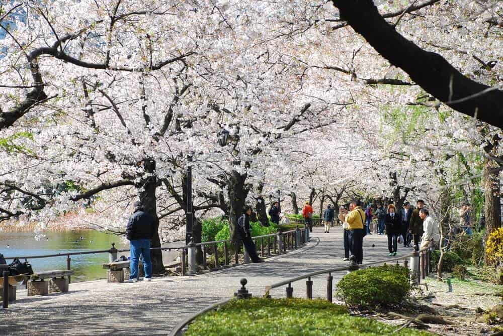Japan Cherry Blossoms in Ueno Park. People are seen walking through a path with sakura trees on both sides.
