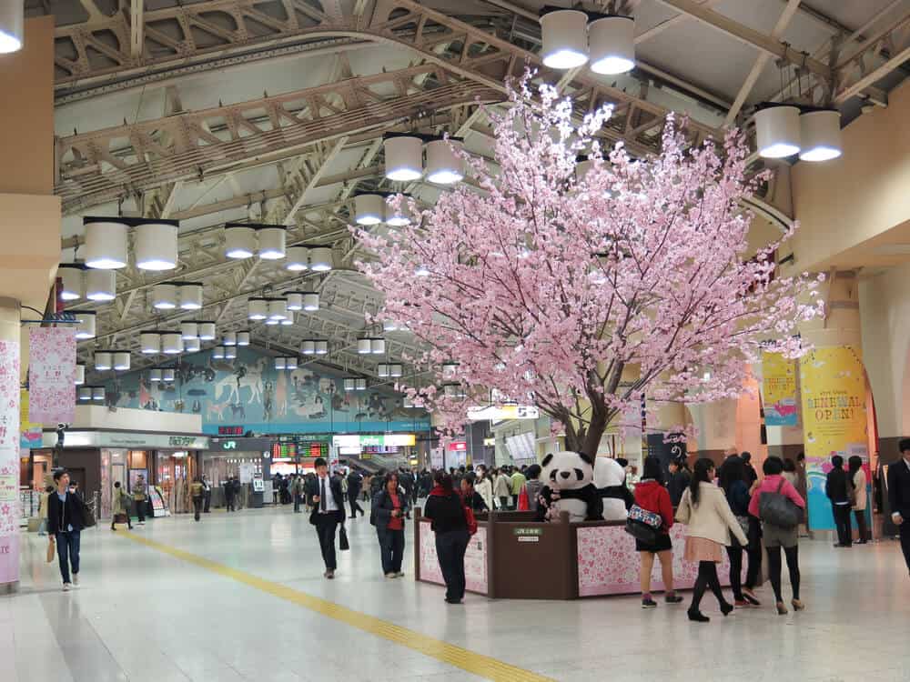 Japan Cherry Blossom - Ueno Station