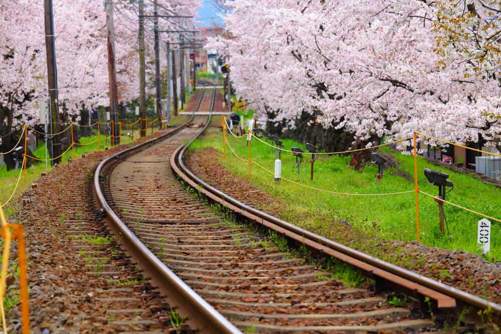 Japan Cherry Blossom - Sakura Train Tracks
