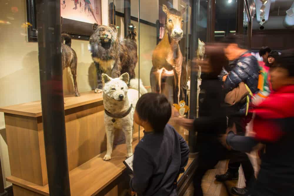 Hachiko Exhibit National Museum of Nature Ueno