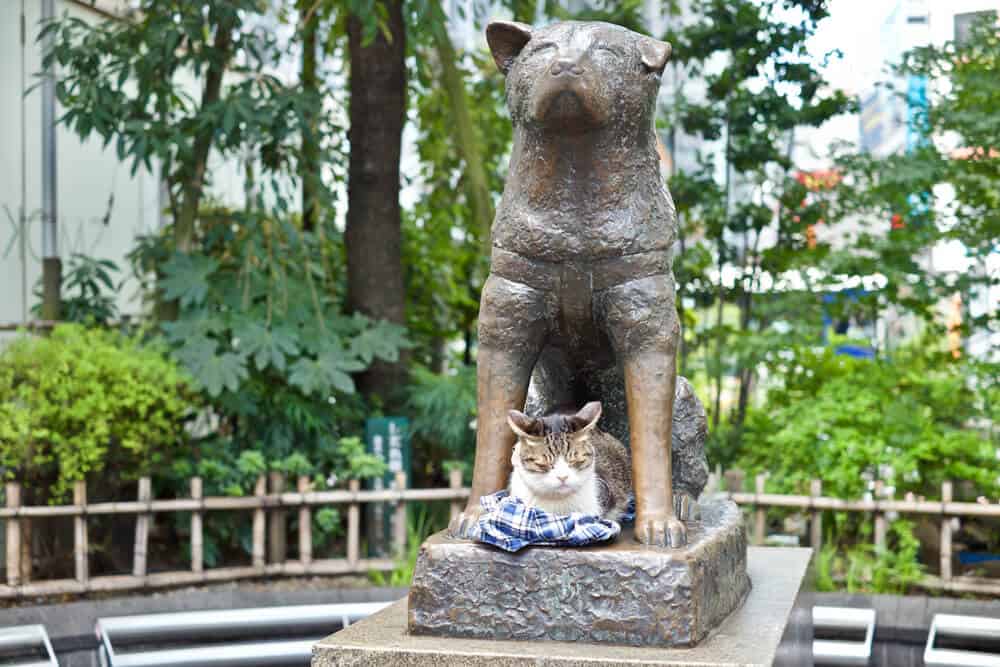 The Hachiko dog Statue by Shibuya Station in Japan.