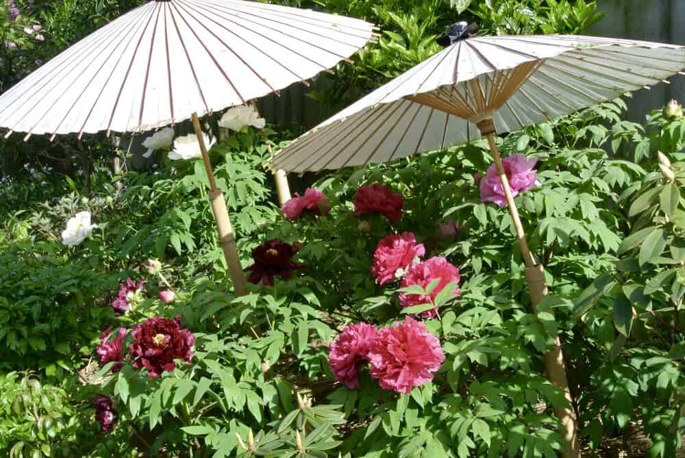 Peony Garden Ueno Park