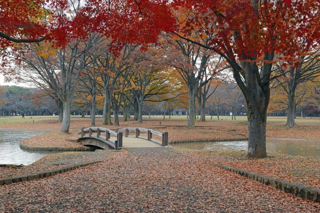 Ueno Park Fall Leaves