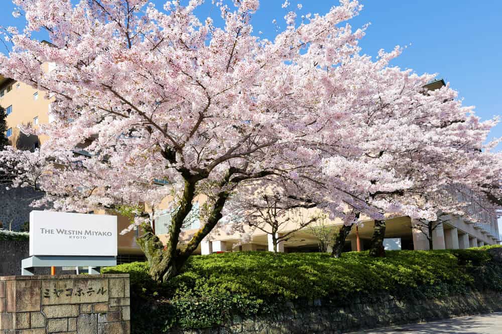 Best Hotels in Kyoto - Westin Miyako Kyoto