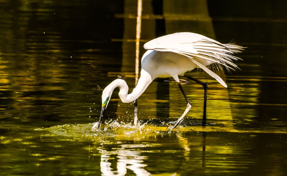 Matsuyama Bird Bathing in Water