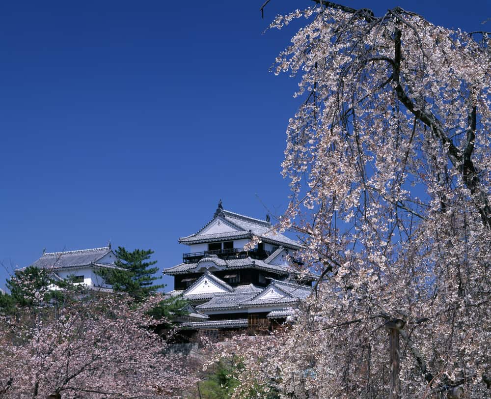 Matsuyama Castle Sakura Cherry Blossoms