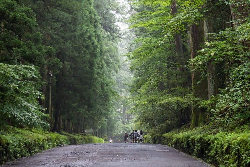 Nikko Futarasan Shrine Forest
