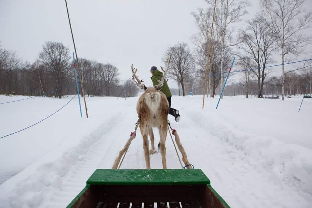 Niseko Reindeer Sleigh Rides