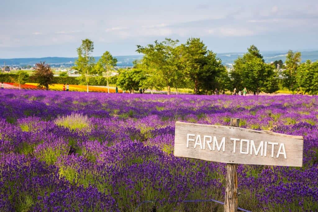 Travel to Hokkaido Farm Tomita