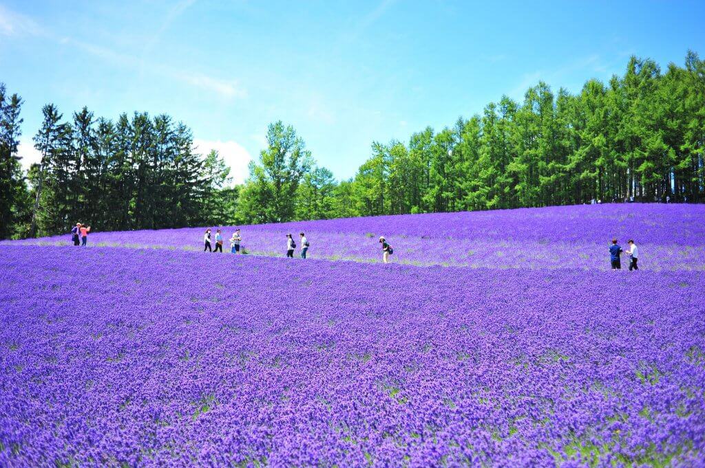 Travel to Hokkaido Lavender Flower Fields