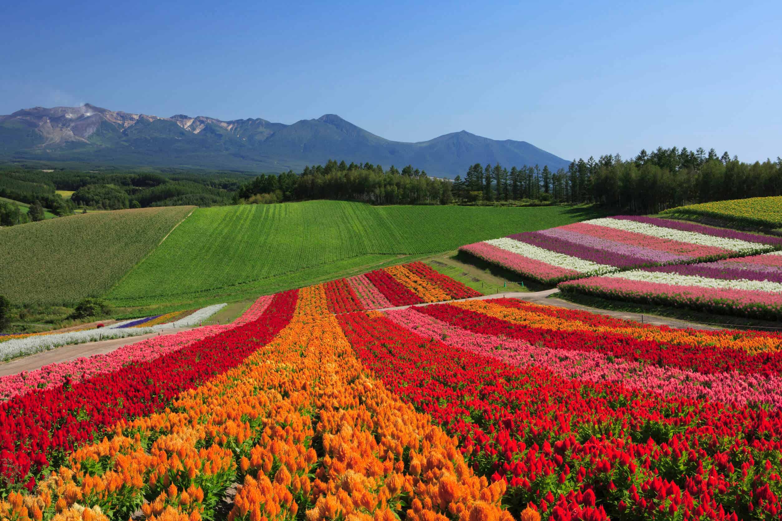 A field of flowers of different colors, all grouped together in rows (white, pink, red, orange, and purple flowers). Green fields and mountains are in the background.