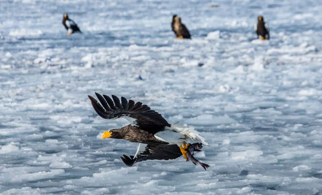 Travel to Hokkaido - Shiretoko National Park Hawk