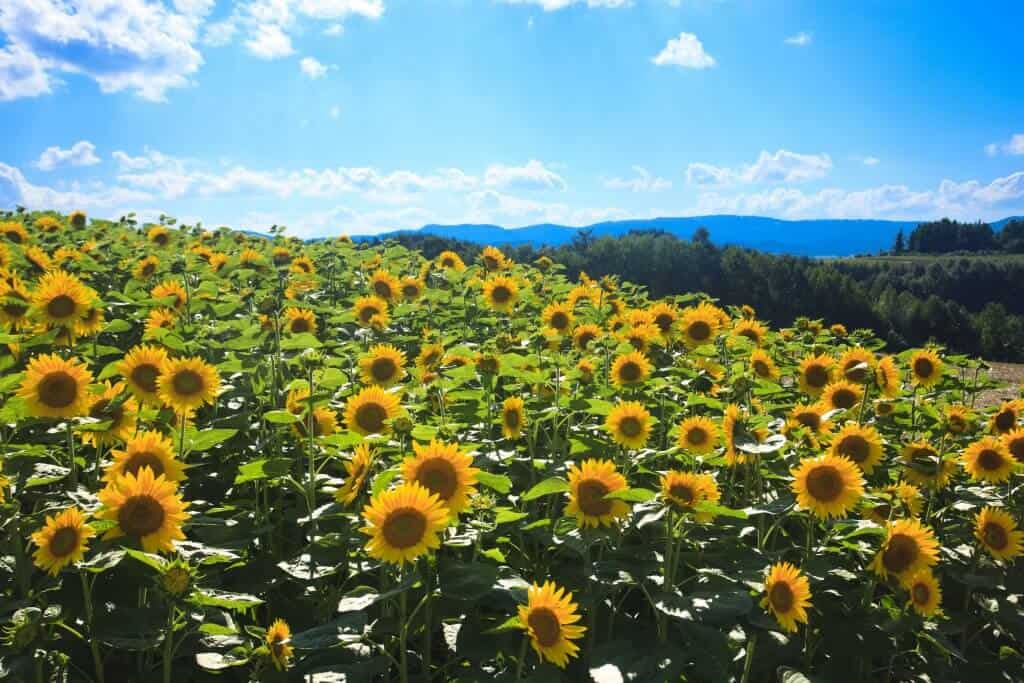 Travel to Hokkaido Sunflower Fields